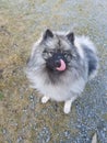 Handsome fella. Keeshond wolf