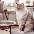 Beautiful Main Coon Cat Sitting On A Chair Royalty Free Stock Photo