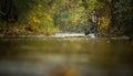 Handsome fly fisherman  fly fishing on a splendid mountain river for rainbow trout Royalty Free Stock Photo