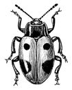 Handsome Fungus Beetle, vintage illustration