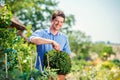 Handsome gardener pruning little boxwood bush, green sunny natur