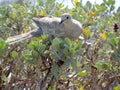 Handsome gray Tobacco Dove settng on a bush
