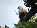 Handsome gray Tobacco Dove on a thick tree branch
