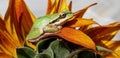 Handsome green tree frog on fiery sunflower