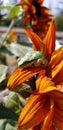 Handsome green tree frog on fiery sunflower