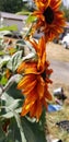 Handsome green tree frog on fiery sunflower