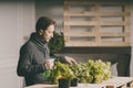 Handsome grower checking and taking care of plants Royalty Free Stock Photo