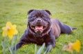 A handsome, happy black Staffordshire Bull Terrier dog lying on grass behind daffodils. He has a big smile on his face and is Royalty Free Stock Photo