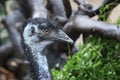 Handsome head portrait of an ostrich