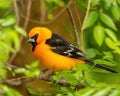 Handsome Hooded Oriole stands on tree branch in spring