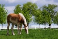 Handsome Horse Feeding On Green Grass Royalty Free Stock Photo