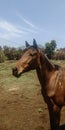 Handsome horse in green savannah