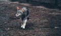 Handsome hungry wolf in the forest Royalty Free Stock Photo