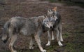 Handsome hungry wolf in the forest Royalty Free Stock Photo