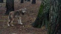 Handsome hungry wolf in the forest Royalty Free Stock Photo