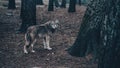 Handsome hungry wolf in the forest Royalty Free Stock Photo