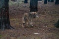 Handsome hungry wolf in the forest Royalty Free Stock Photo