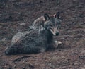 Handsome hungry wolf in the forest Royalty Free Stock Photo