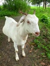 Handsome innocent white goat standing in farm