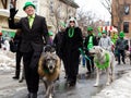 Handsome Irish wolfhounds and their proud owners participating in the downtown St. Patrick parade
