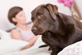 Handsome Labrador Alert in Owner's Bed Royalty Free Stock Photo