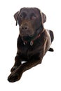 Handsome Labrador Dog Lying Down Royalty Free Stock Photo