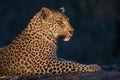 A handsome leopard in profile. Royalty Free Stock Photo