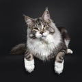 Handsome young adult Maine Coon on black