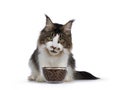 Handsome Maine Coon on white background eating Royalty Free Stock Photo