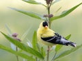 Handsome Male  American Goldfinch Posing on Milkweed Stem Royalty Free Stock Photo