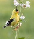 Handsome Male  American Goldfinch Posing on Stem Royalty Free Stock Photo