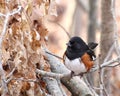 Handsome male eastern towhee