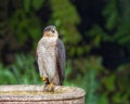 Eurasian Sparrowhawk - Accipiter nisus at rest. Royalty Free Stock Photo