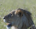 Portrait of Handsome male Lion Royalty Free Stock Photo