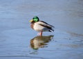 Handsome Male Mallard Duck Standing In Puddle On Thin Ice Royalty Free Stock Photo