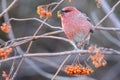 The handsome male pine finches engage in foraging activities.