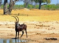 Handsome Male Sable Antelope looking alert while standing next to a waterhole