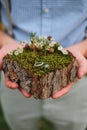 Close up. A handsome man in a blue shirt holding a stand for wedding rings made from tree bark and moss and an engagement ring. Lo