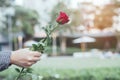 Handsome man plaid shirt hand holding out Bouquet of beautiful with red rose flower.