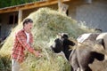 Handsome mature farmer feeding cow with organic hay on the backyard of dairy farm. Growing livestock is a traditional direction of Royalty Free Stock Photo