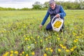 Handsome mature man collects dandelions in the meadow for making natural jam