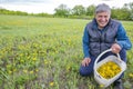Handsome mature man collects dandelions in the meadow for making natural jam