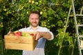 Handsome mature man picking apples in orchard. Person holding wooden boxes with harvest. Harvesting of fresh fruit in domestic Royalty Free Stock Photo