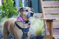 A handsome mixed-breed dog wears a colorful bandana.