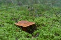 Mossiness mushroom flaunts in a forest swamp. Royalty Free Stock Photo