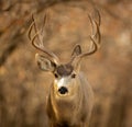 Handsome Mule Deer Buck pauses for portrait Royalty Free Stock Photo