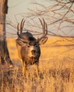 Handsome Mule Deer Buck pauses for portrait while feeding in field