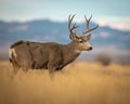 Handsome Mule Deer Buck stands in field in Rocky Mountain West