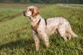 Handsome Orange Belton English Setter on the lookout