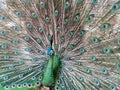 Handsome Peacock